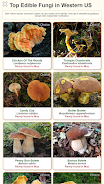 Shroomify - Mushroom Identific Скриншот 1