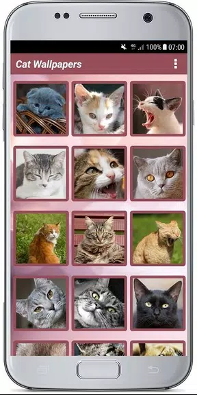 CUTE CAT WALLPAPERS 螢幕截圖 0