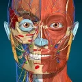 Anatomy Learning - 3D Anatomy