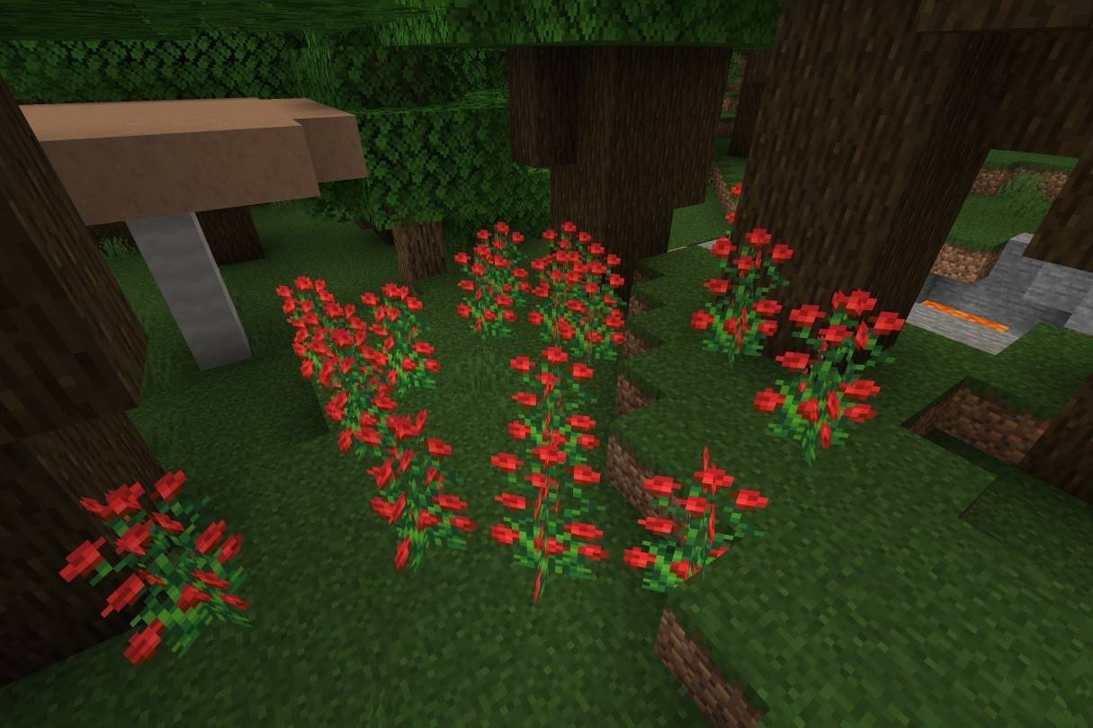 Rose Bush