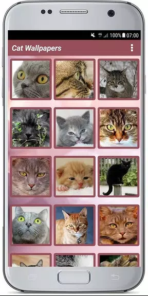 CUTE CAT WALLPAPERS 螢幕截圖 2