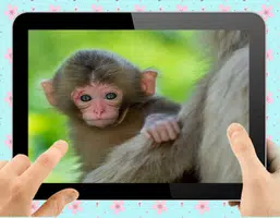 Baby Monkey Скриншот 0
