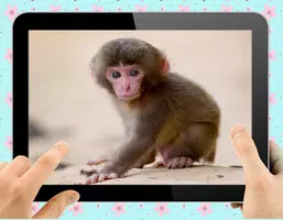 Baby Monkey Скриншот 1