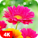 Hintergrundbilder mit Blumen