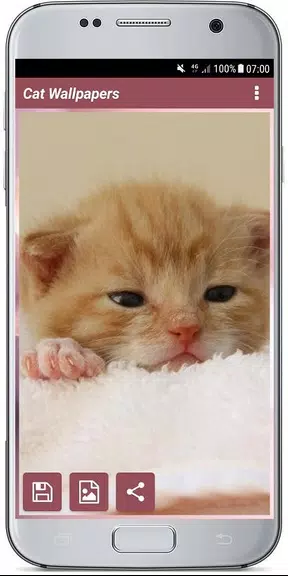 CUTE CAT WALLPAPERS 螢幕截圖 3
