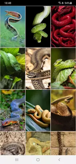 Snake Wallpapers Ảnh chụp màn hình 1