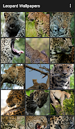 Leopard Wallpapers Screenshot 0