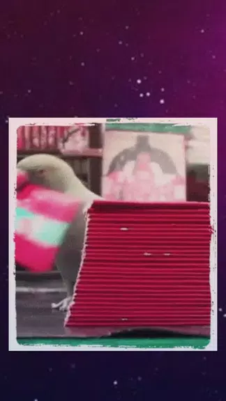Parrot Tarot card Reading Fortune teller Astrology应用截图第1张