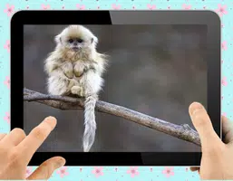 Baby Monkey Скриншот 2