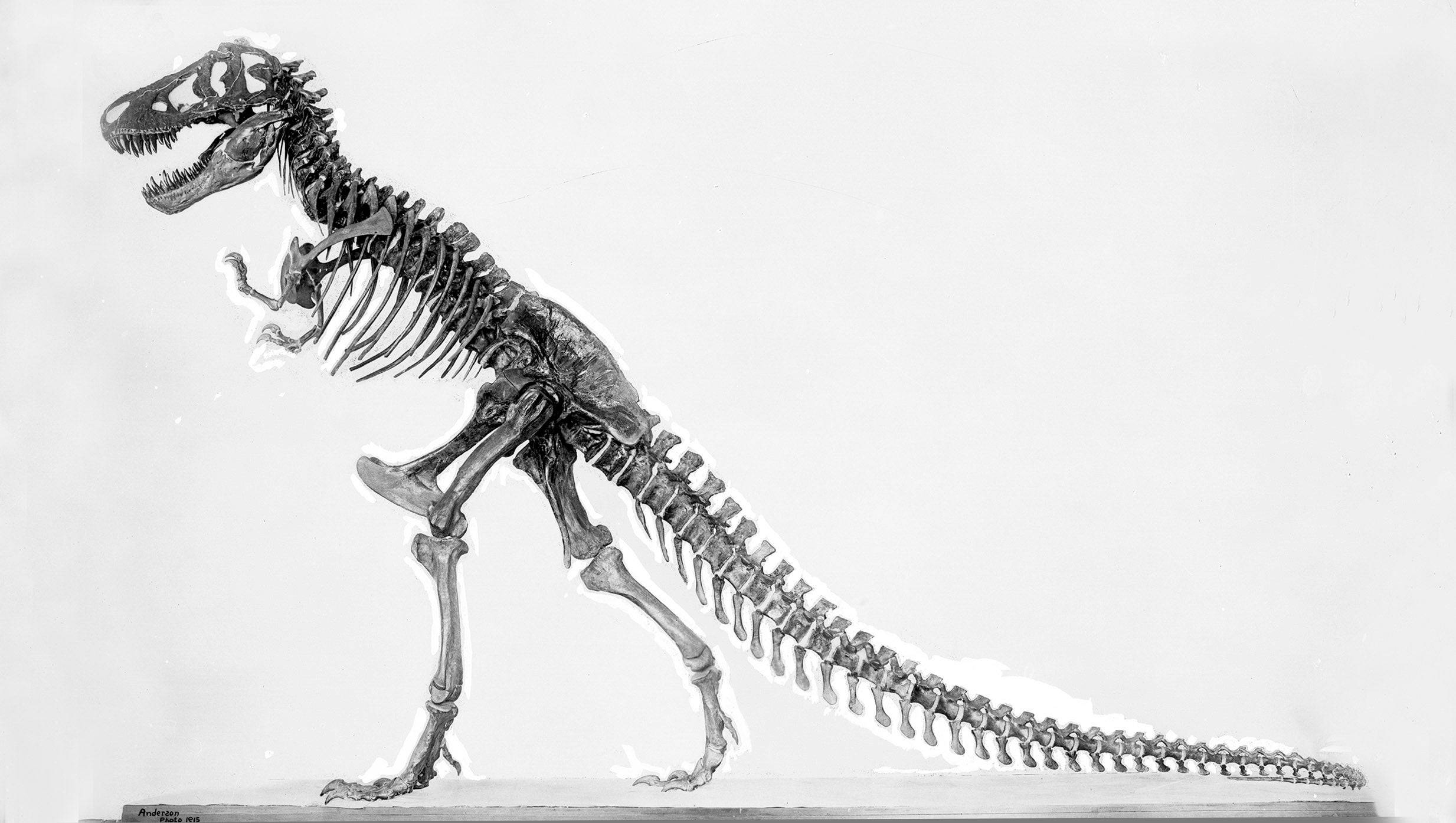 T-Rex Upright Pose – American Museum of Natural History