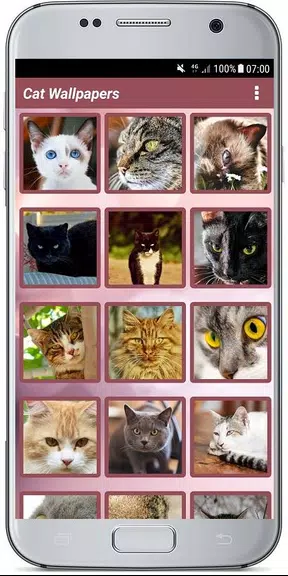 CUTE CAT WALLPAPERS 螢幕截圖 1
