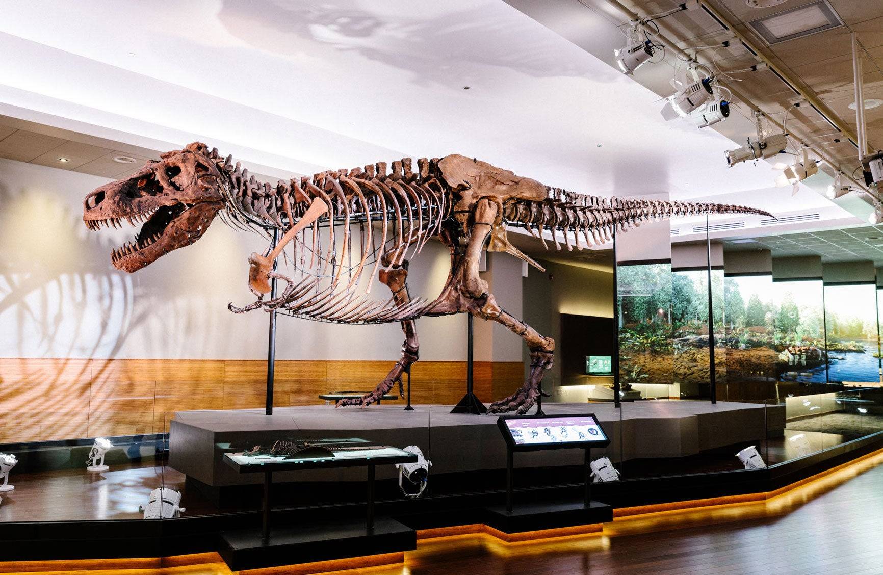 Sue the T-Rex – Field Museum